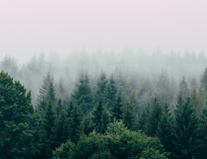 Photo d'une forêt ennuagée