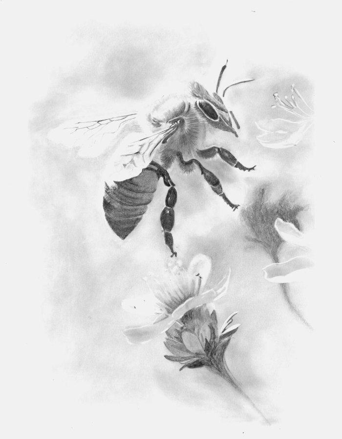 Un abeille s'apprête à butiner une fleur