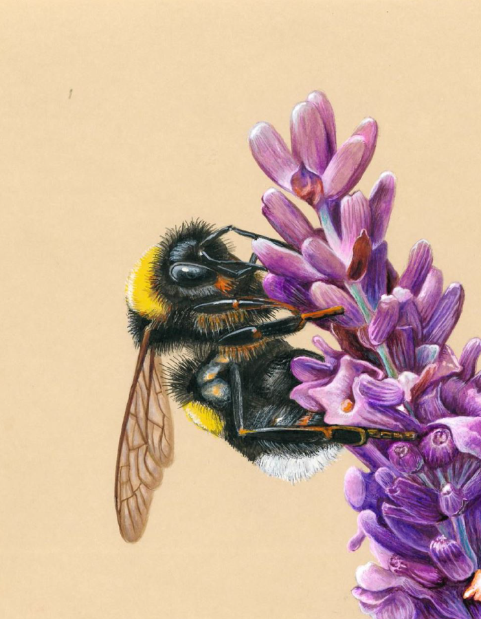 Un bourdon butine une fleur