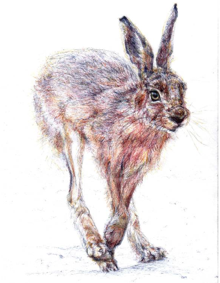 Dessin d'un lièvre