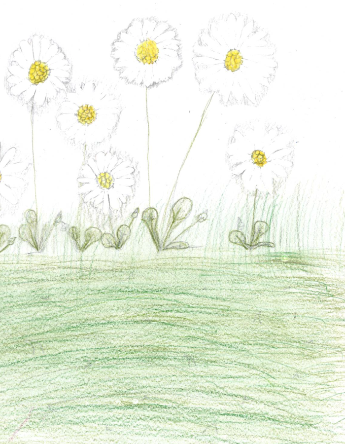 Dessin de pâquerettes dans l'herbe