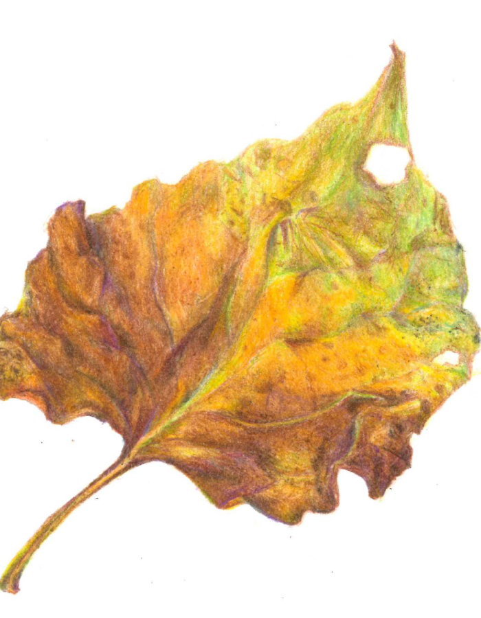 Dessin en couleur d'une feuille d'arbre