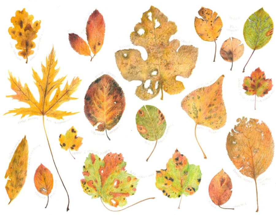 Dessin de plusieurs feuilles d'arbres