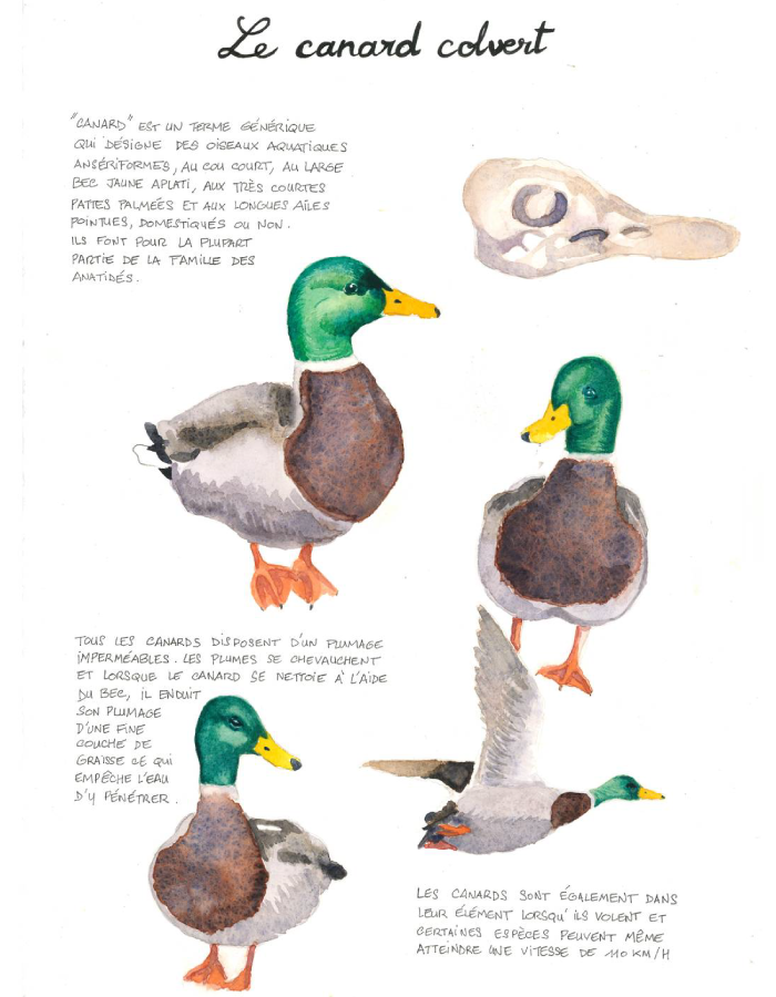 Planche descriptive du canard colvert