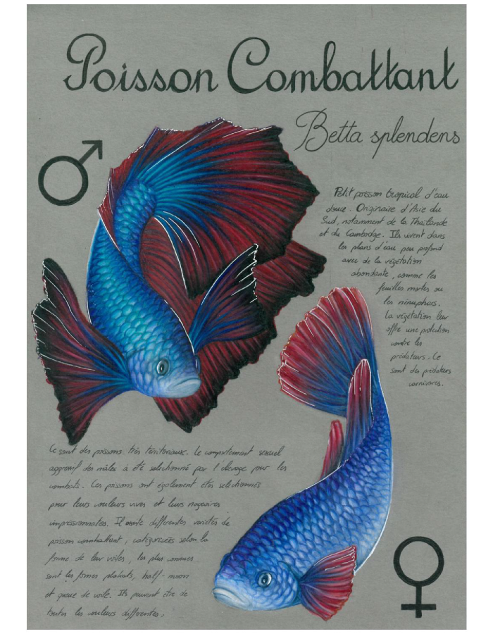 Planche descriptive du poisson combattant