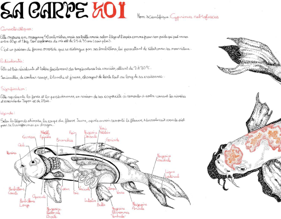 Planche descriptive de la carpe koï