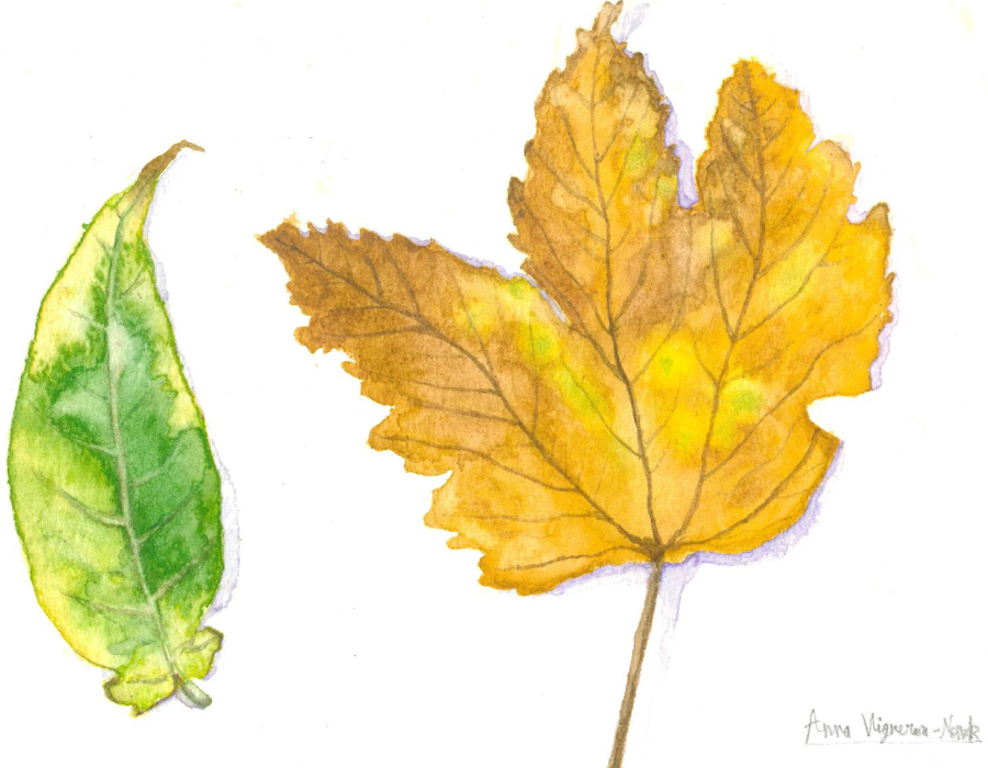 Dessin de deux feuilles d'automne