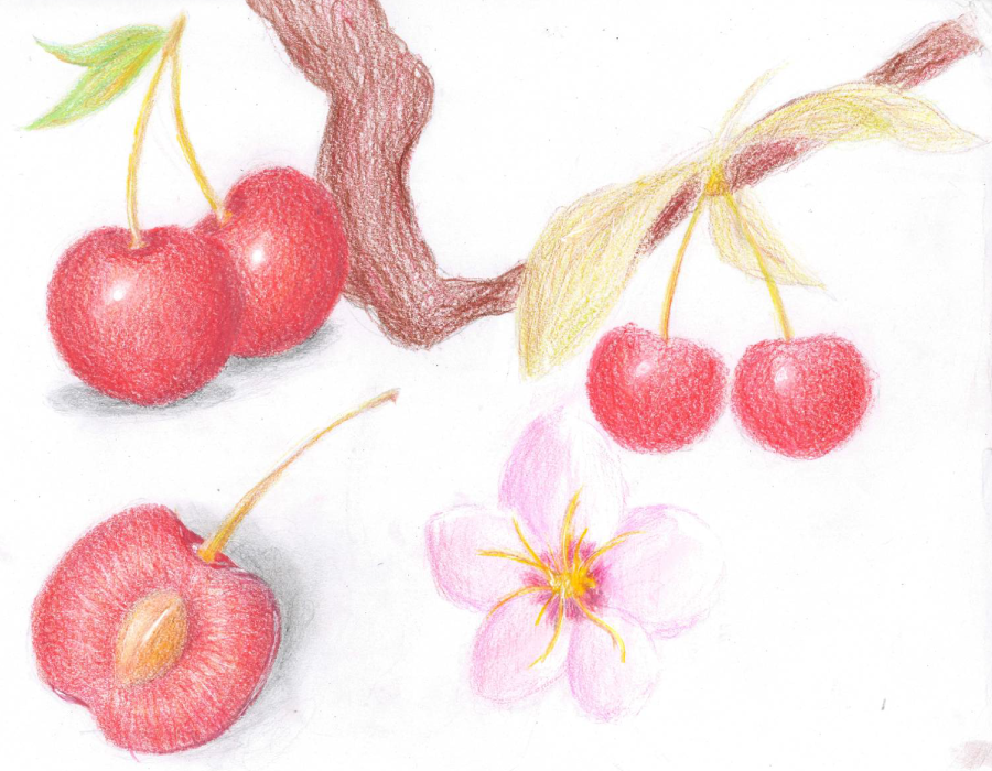 Dessin d'une cerise, de la fleur au fruit